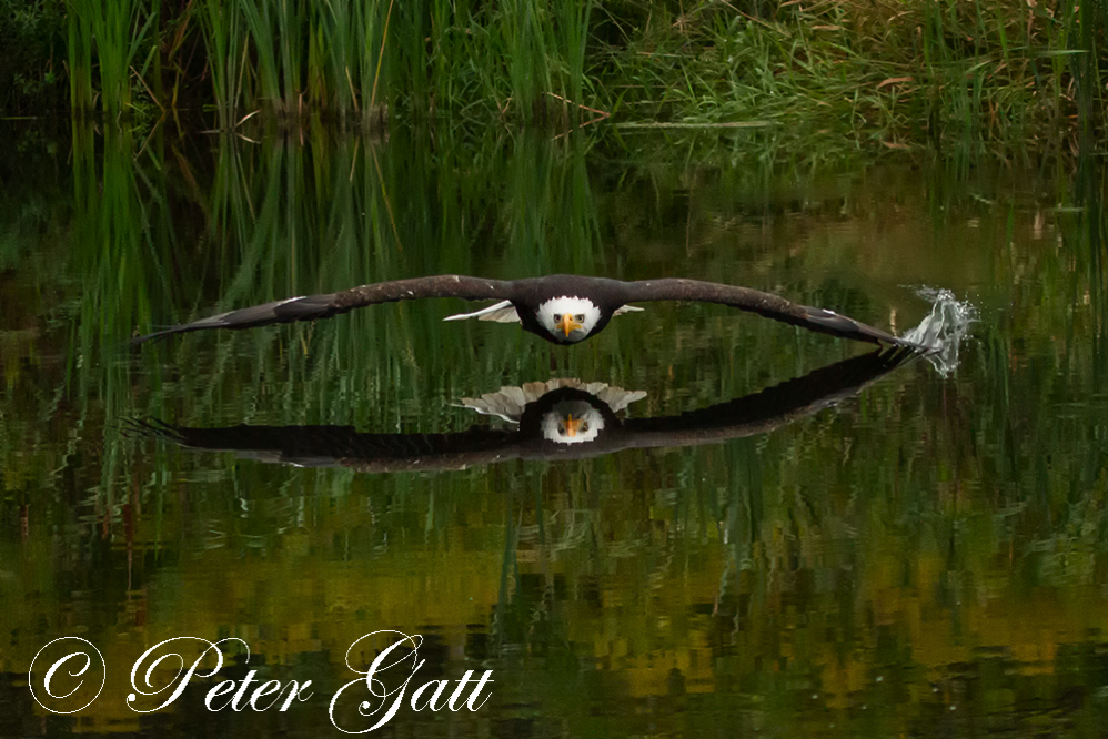 SchoolofPhotography.ca Bald Eagle in flight skimming over the water - BY Peter Gatt