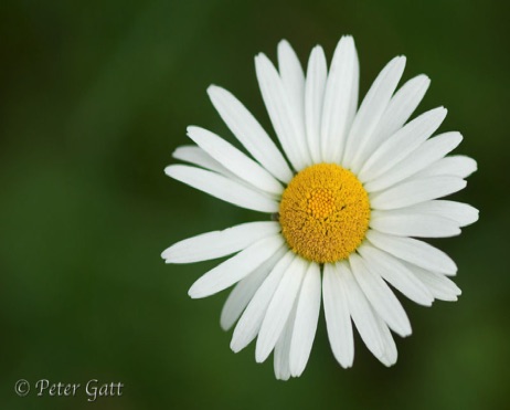 Macro photograph of a daisy - Photography 101 - BY Peter Gatt School of Photography