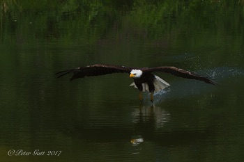 Bald Eagle flying over water - petergatt.com - School of Photography