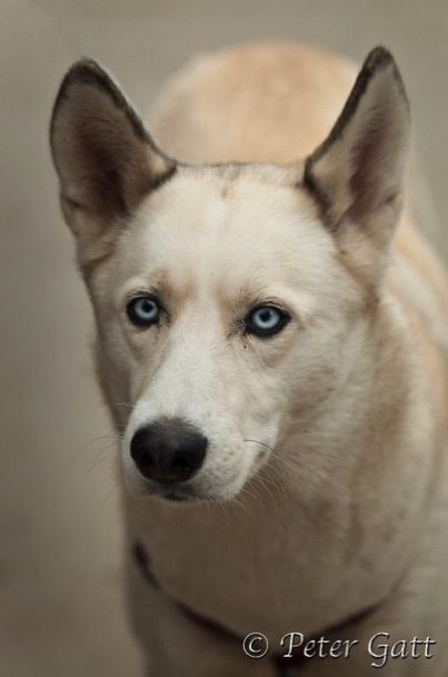 white dog with blue eyes looking at the camera - Photographed by Peter Gatt - School of Photography