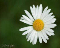 Macro photograph of a daisy - Photo 401 - BY Peter Gatt School of Photography